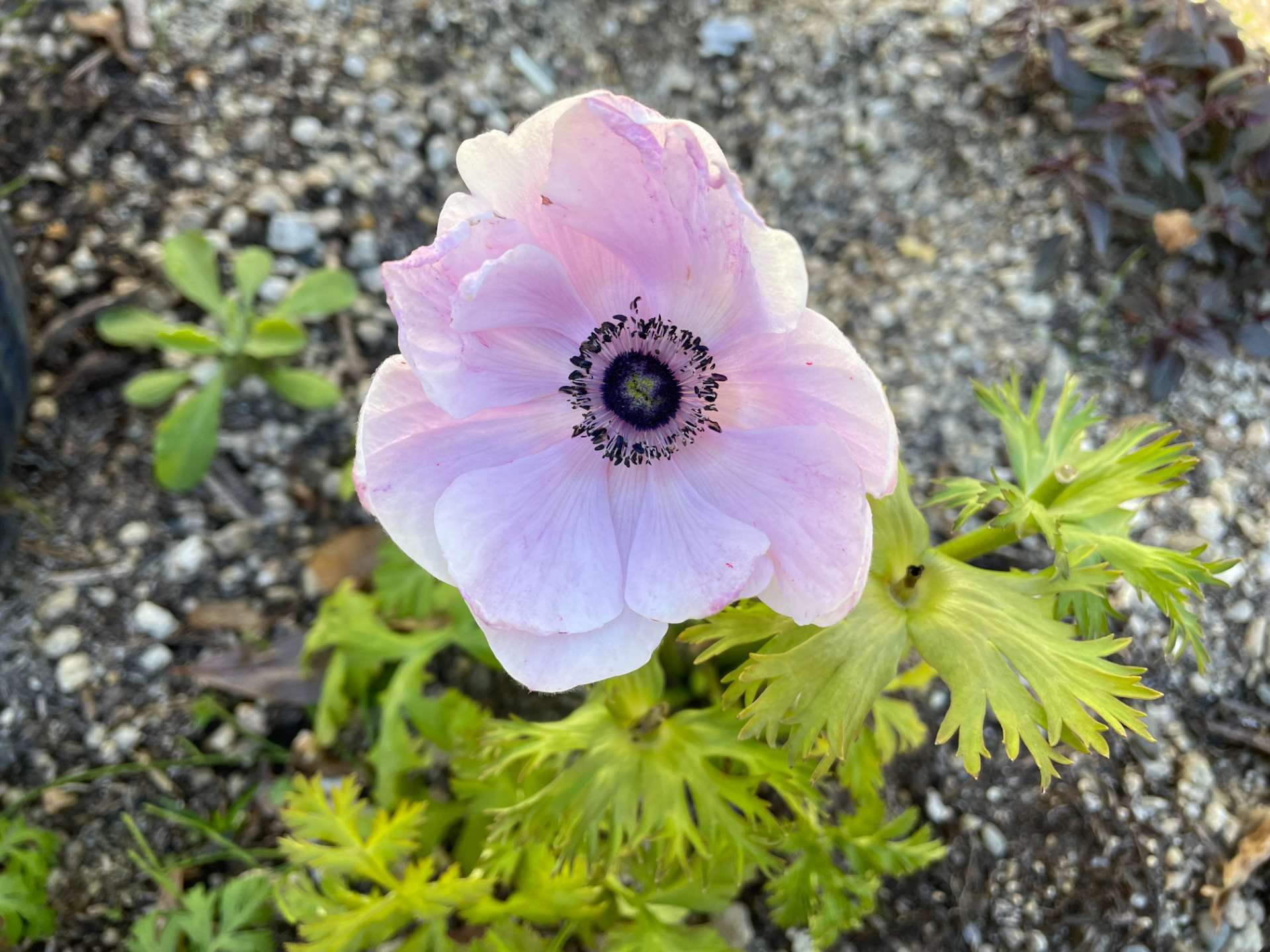 ベルガモットオイル使用のリスク