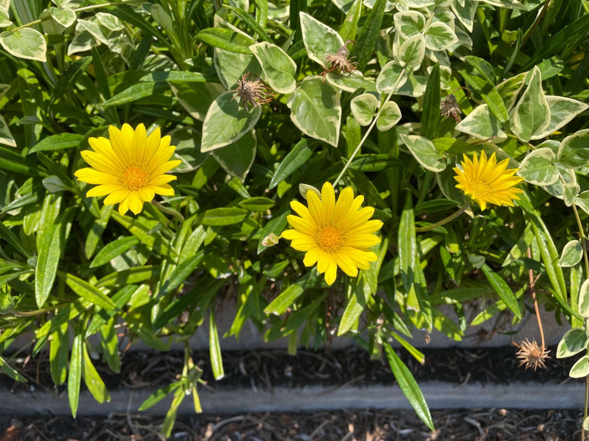 シルバーフィッシュは危険ですか？