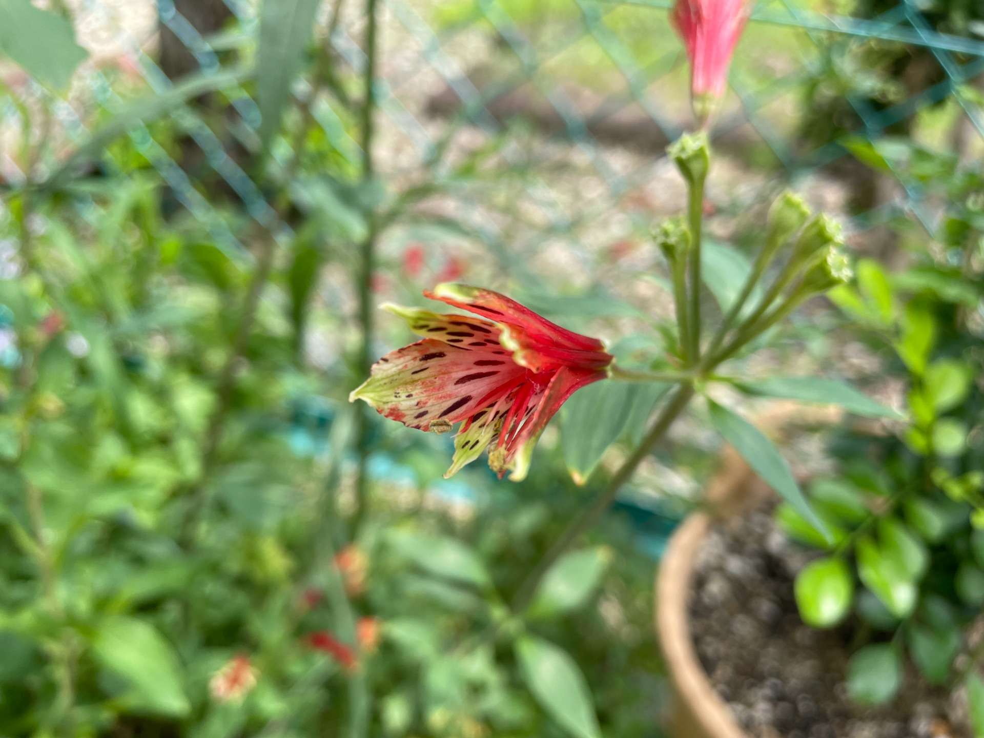 サンプルメニュー